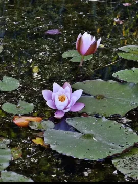 Immagine Sconosciuta